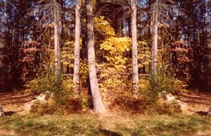yellow woods